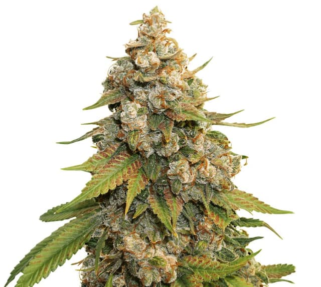 Golden Gate Haze cannabis seeds packaging — Royal King Seeds USA
