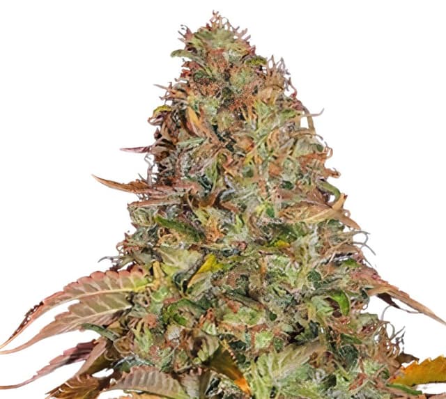 Golden Nugget cannabis seeds packaging, Royal King Seeds USA