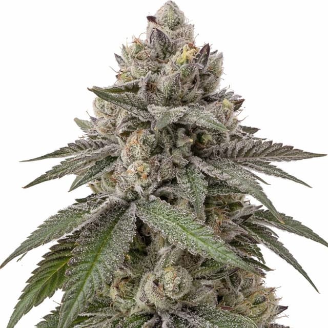 Goon Berries cannabis seeds packaging — Royal King Seeds USA