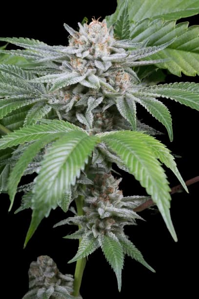 Gorilla Biscuit cannabis seeds packaging, Royal King Seeds USA