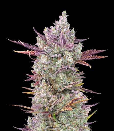 Gorilla Cookies Feminized