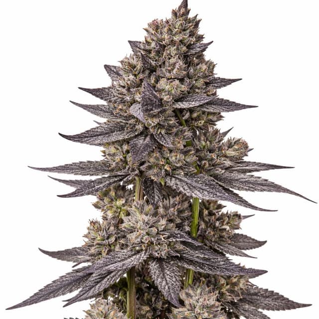 Gorilla Nut Feminized