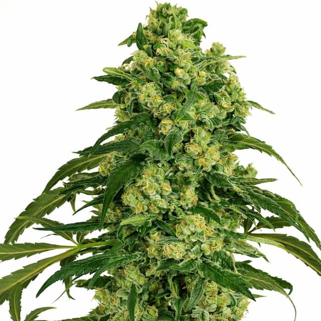 Grandmas Sugar Cookies cannabis seeds packaging, Royal King Seeds USA