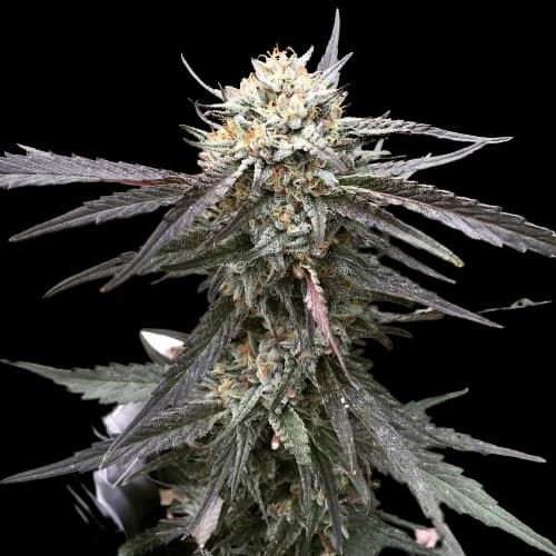 Grandpa Larry OG cannabis seeds packaging, Royal King Seeds USA