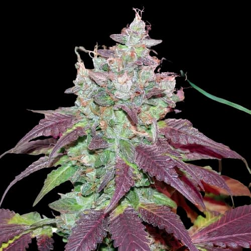 Grape Cookies Feminized