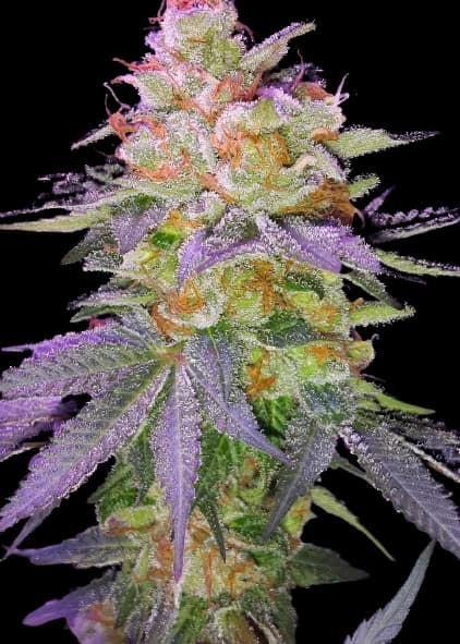 Grape Inferno Feminized