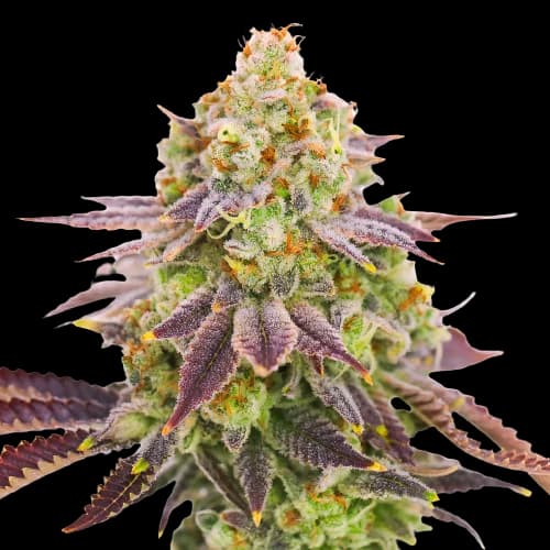 Grape Stomper Feminized
