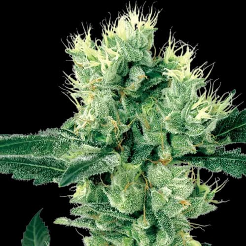 Grape Valley Kush cannabis seeds packaging — Royal King Seeds USA