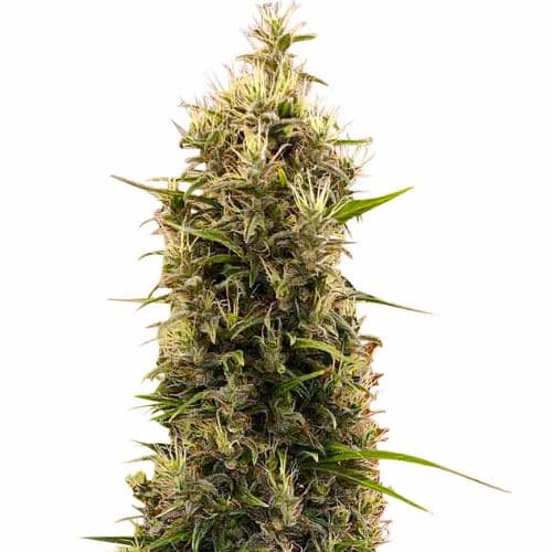 Grapefruit Diesel cannabis seeds packaging — Royal King Seeds USA