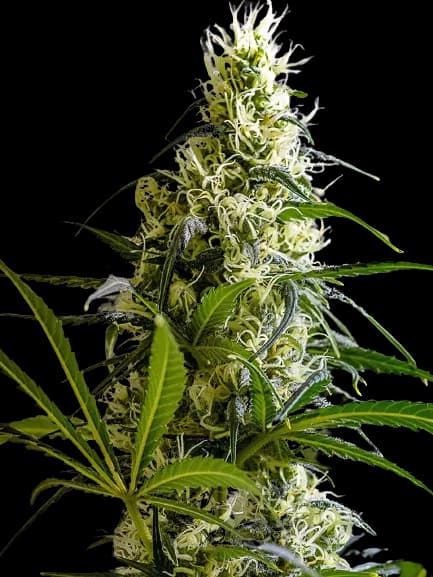 Green Avenger cannabis seeds packaging, Royal King Seeds USA