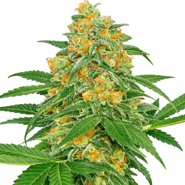 Green Crack cannabis seeds packaging — Royal King Seeds USA