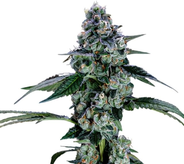 Green Door Kush cannabis seeds packaging — Royal King Seeds USA