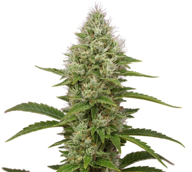 Green Goddess cannabis seeds packaging — Royal King Seeds USA