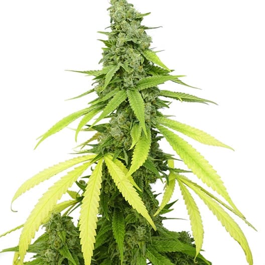 Green Kush cannabis seeds packaging — Royal King Seeds USA