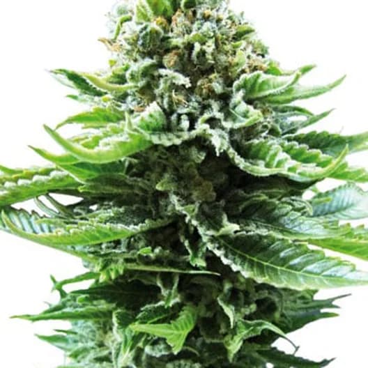 Green Line OG cannabis seeds packaging, Royal King Seeds USA