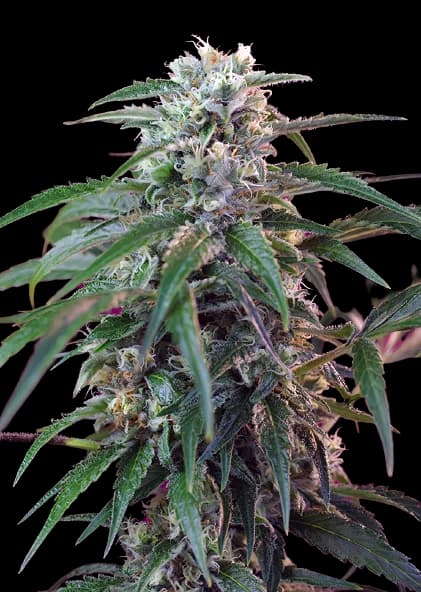 Green Poison cannabis seeds packaging — Royal King Seeds USA