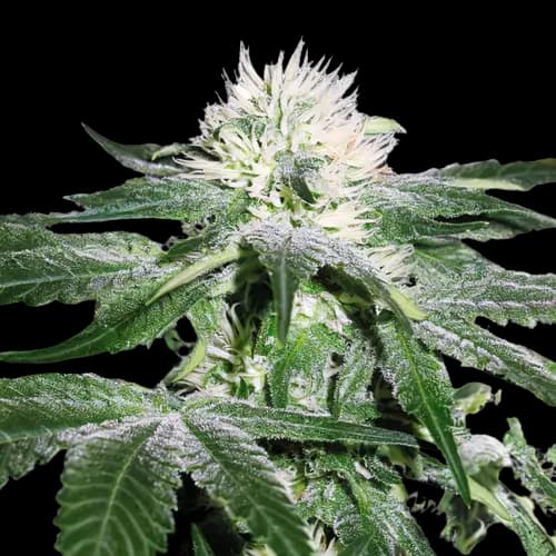 Green Ribbon cannabis seeds packaging — Royal King Seeds USA