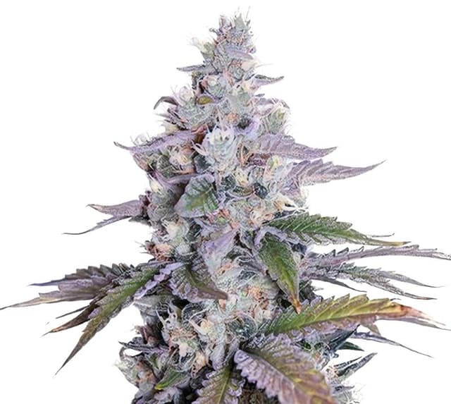 Grimace cannabis seeds packaging, Royal King Seeds USA
