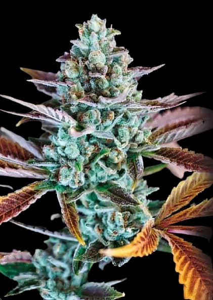 Gupta Kush cannabis seeds packaging — Royal King Seeds USA