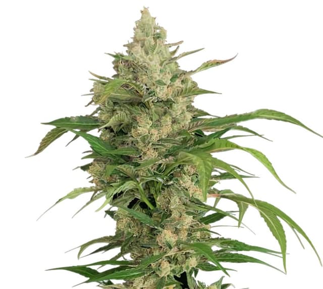 Hammerhead Feminized