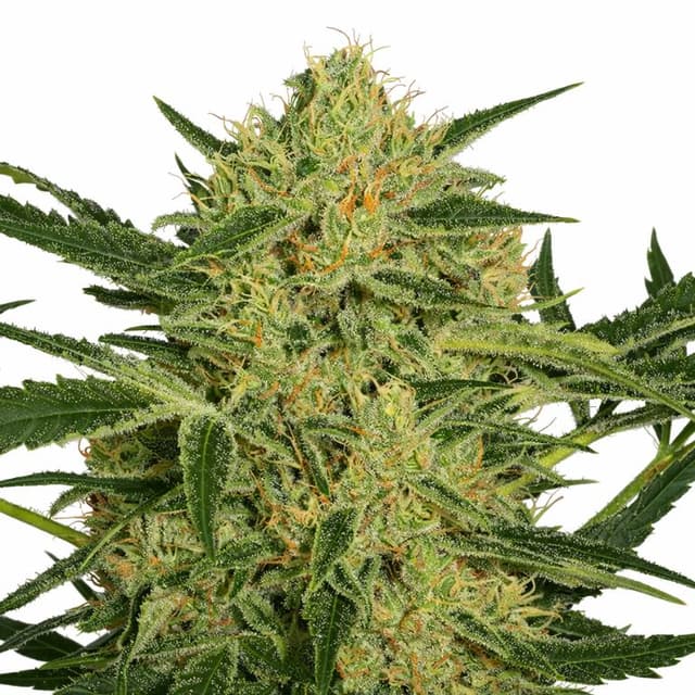 Hawaiian Dream CBD Feminized