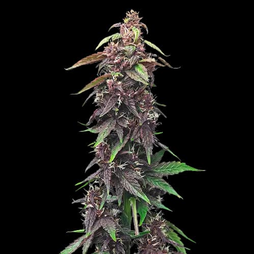Hawaiian Purple Kush cannabis seeds packaging — Royal King Seeds USA