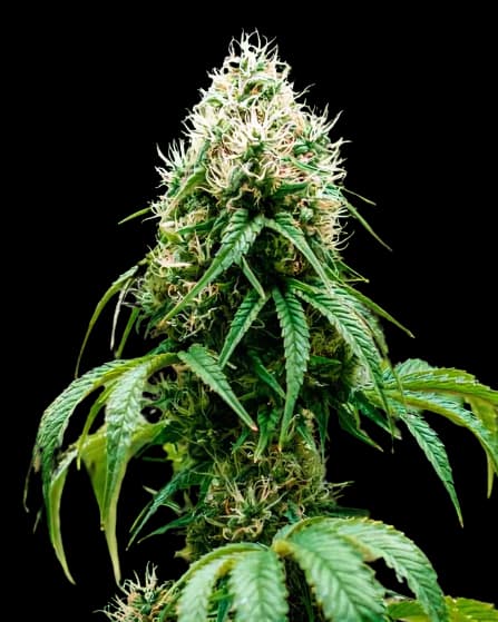 Head Cheese cannabis seeds packaging — Royal King Seeds USA