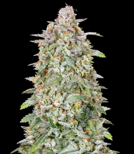 Heavy Duty Fruity cannabis seeds packaging — Royal King Seeds USA