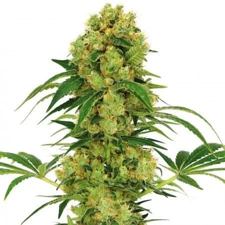 Hempstar Auto