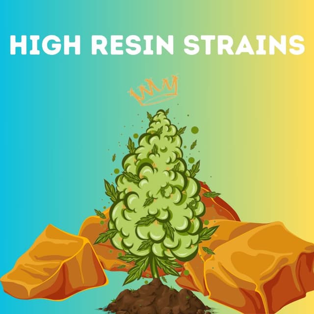 High Resin Pack cannabis seeds packaging — Royal King Seeds USA