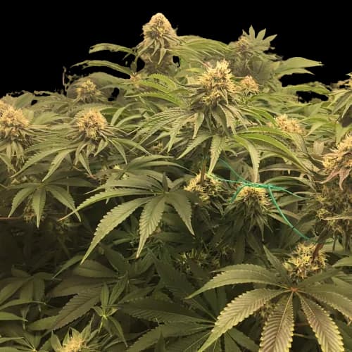 Humboldt Headband cannabis seeds packaging, Royal King Seeds USA