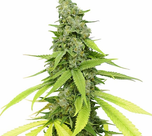 Hyper Critical cannabis seeds packaging, Royal King Seeds USA