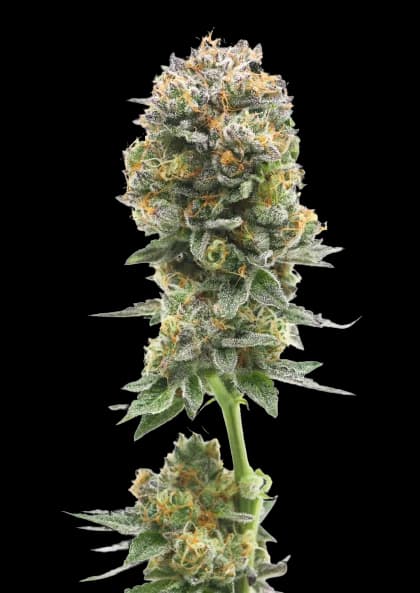 Iron Triangle cannabis seeds packaging, Royal King Seeds USA