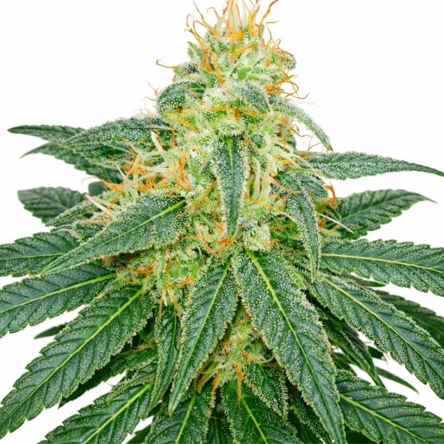 Island Sweet Skunk cannabis seeds packaging, Royal King Seeds USA