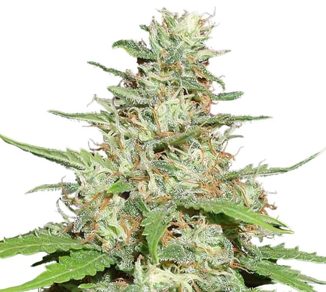 Jack the Ripper cannabis seeds packaging — Royal King Seeds USA