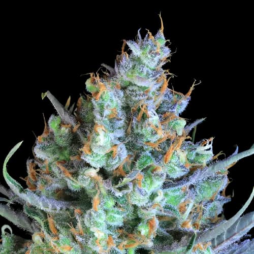 Jacked-Up cannabis seeds packaging, Royal King Seeds USA