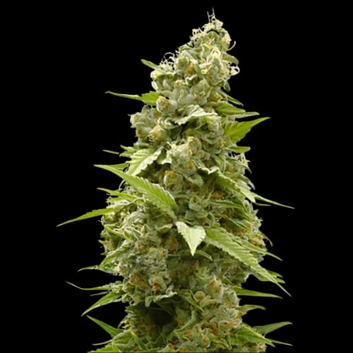 Jet Fuel cannabis seeds packaging β Royal King Seeds USA