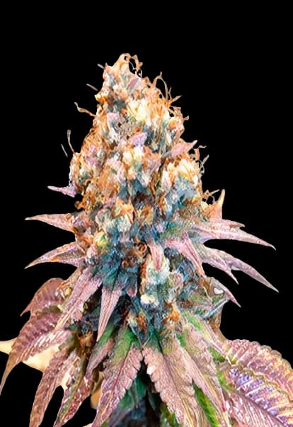 Jungle Juice cannabis seeds packaging, Royal King Seeds USA