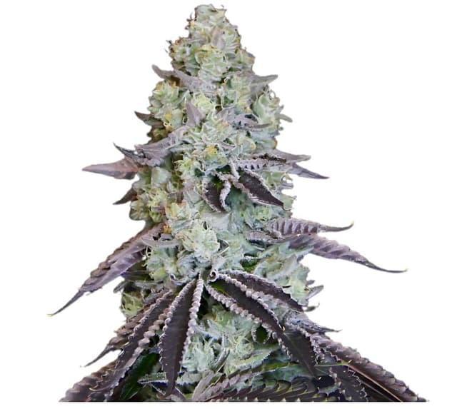 Katsu Bubba Kush cannabis seeds packaging — Royal King Seeds USA