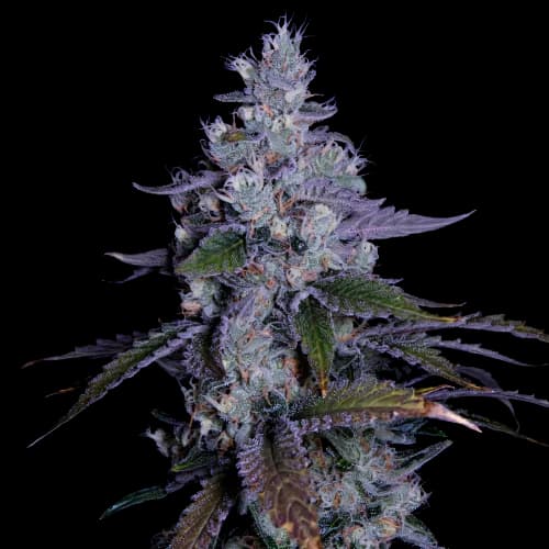 Katsu Kush cannabis seeds packaging, Royal King Seeds USA