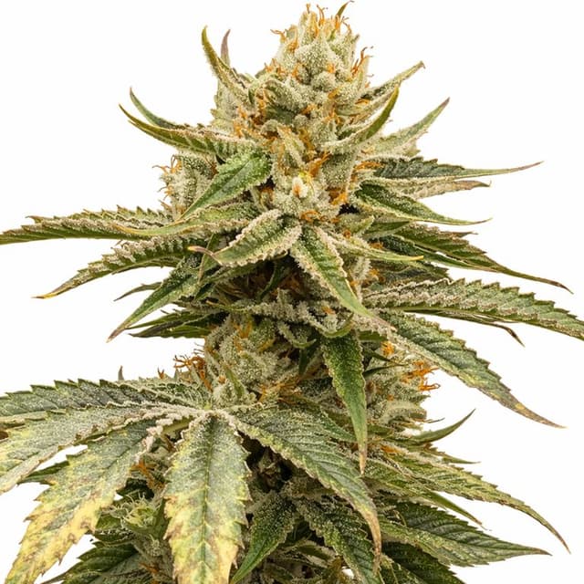 Kelly Hill Gold cannabis seeds packaging — Royal King Seeds USA