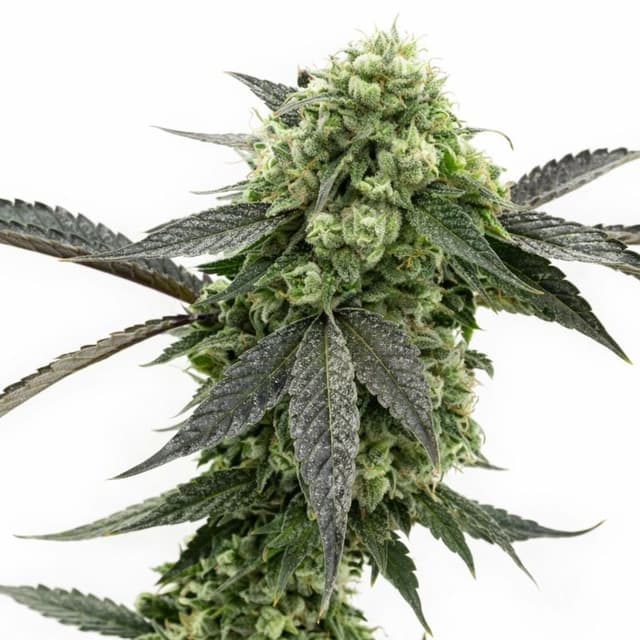 Kid N’ Kookies cannabis seeds packaging, Royal King Seeds USA