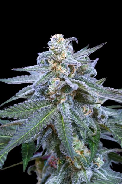 Killer Grape cannabis seeds packaging — Royal King Seeds USA