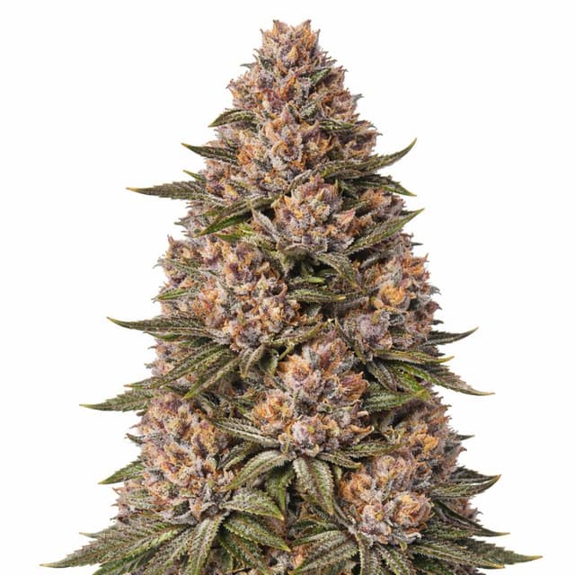 King Louis XIII cannabis seeds packaging, Royal King Seeds USA