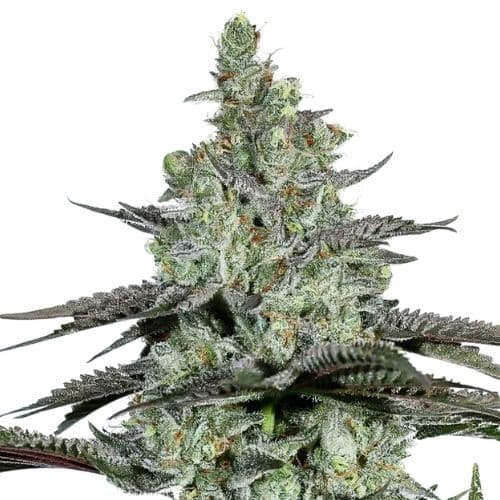 Kosher Tangie cannabis seeds packaging — Royal King Seeds USA