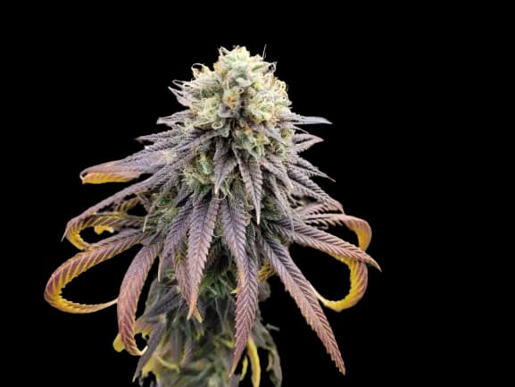 Krishna Kush cannabis seeds packaging — Royal King Seeds USA