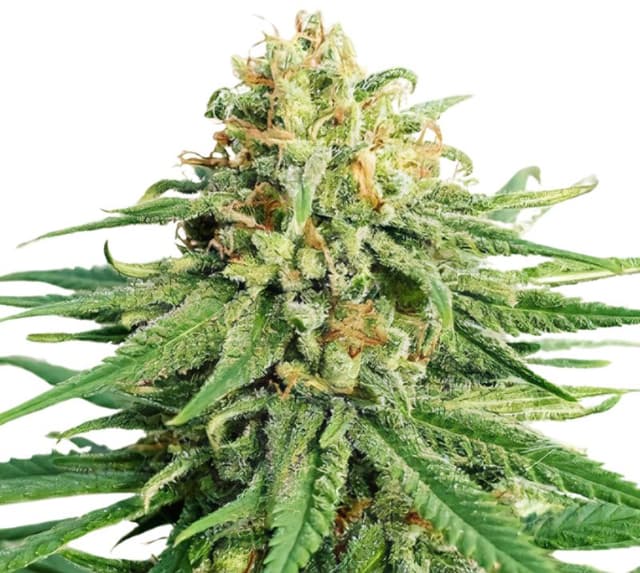 LA OG cannabis seeds packaging, Royal King Seeds USA