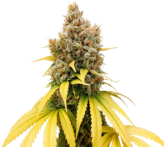 Ladyburn 1974 Feminized