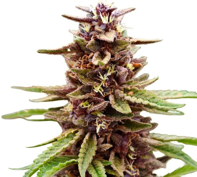 Lavender Jones cannabis seeds packaging — Royal King Seeds USA