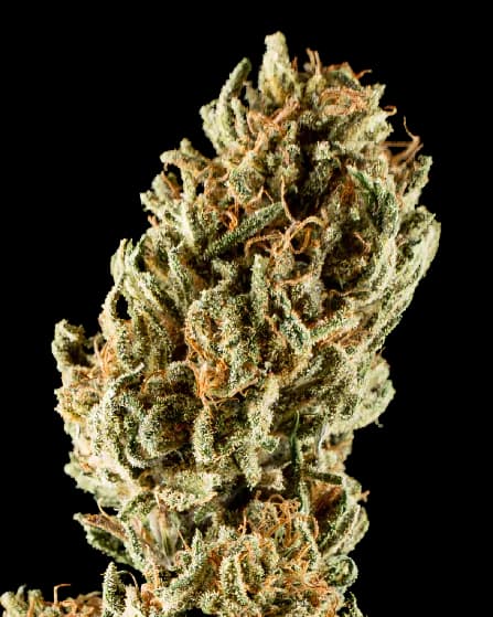 Lemon Crush cannabis seeds packaging — Royal King Seeds USA